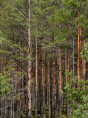 2 european forest-min.png