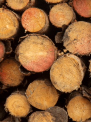 4.2 forest goods-min.png