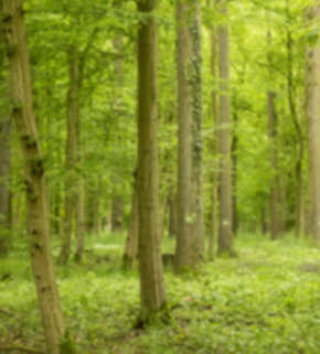 Adobe Express - file.jpg