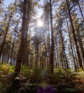 AdobeStock_403168210 (1) (1) (1)-min.jpeg