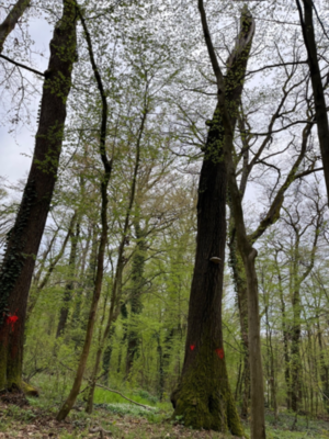 Biodiversity is for the bugs_standing deadwood.jpg