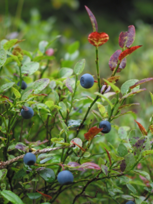 Blue berries.jpg