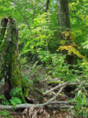 Forest biodiversity_Marcus Lindner.webp