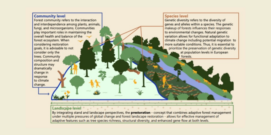 SUPERB'S Policy recommendations for the EU Nature restoration law