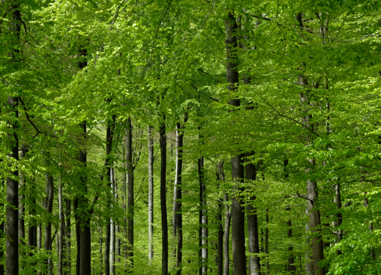 A beech forest in Germany.  Source: Fotorina / Adobe Stock