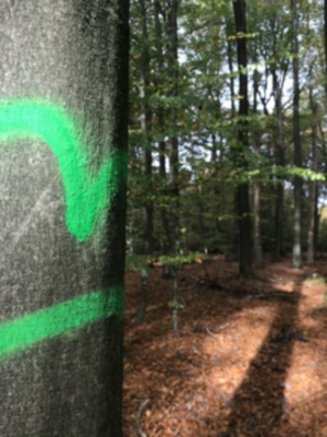 On going management.jpg