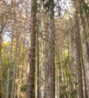 Serrano_León, Hernán. Bark beetle - Schwarzwald (resized).JPG
