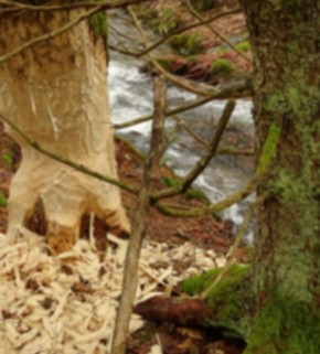 Serrano_León, Hernán. Beaver - Bayerisches NP, Germany (2).JPG