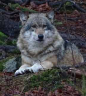 Serrano_León, Hernán. Biodiversity - Bayerisches NP, Germany.JPG