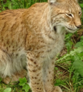 Serrano_León, Hernán. Biodiversity - Skansen, Sweden (2) (resize).JPG