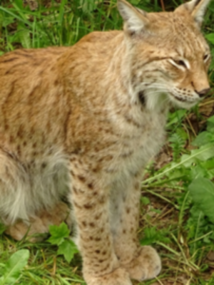 Serrano_León, Hernán. Biodiversity - Skansen, Sweden (2) (resize).JPG