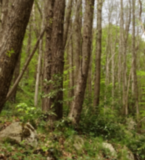 Serrano_León, Hernán. Chestnut disease - Montseny NP, Lleida, Spain.JPG