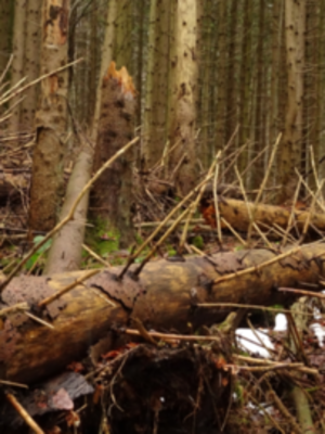 Serrano_León, Hernán. Deadwood retention - Bayerisches NP, Germany.JPG