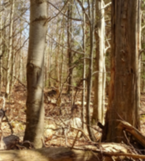 Serrano_León, Hernán. Deadwood retention - Schwarzwald (resized).JPG