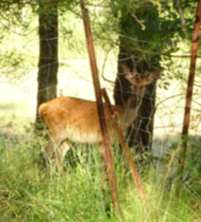 Serrano_León, Hernán. Fencing - Cuenca, Spain (resize).JPG
