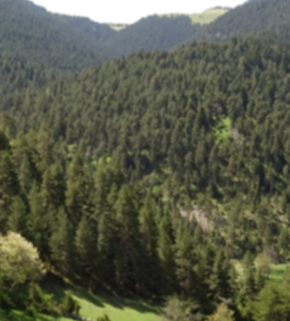 Serrano_León, Hernán. Forest - Solsona, Lleida, Spain.JPG