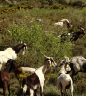Serrano_León, Hernán. Grazing - Prades, Lleida, Spain (3).JPG