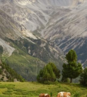 Serrano_León, Hernán. Grazing - Val Mustair, Swiss NP.JPG