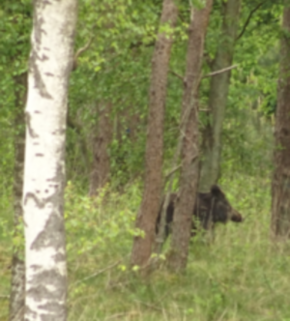 Serrano_León, Hernán. Hunting - Hoge Veluwe NP, Netherlands.JPG