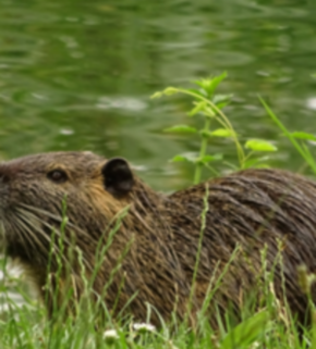 Serrano_León, Hernán. Invasive species - Colmar (2) (resize).JPG