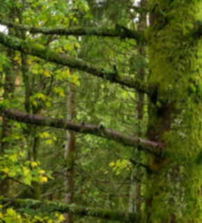 Serrano_León, Hernán. Microhabitat - NP Schwarzwald (resized).JPG