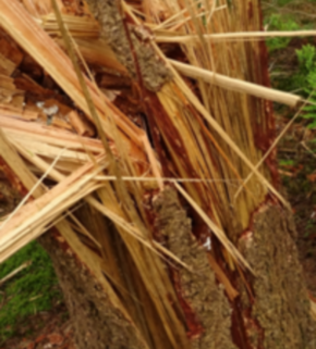 Serrano_León, Hernán. Microhabitat - Putten, Netherlands.JPG