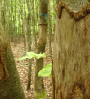 Serrano_León, Hernán. Microhabitats - Rhineland-Palatinate (2).JPG