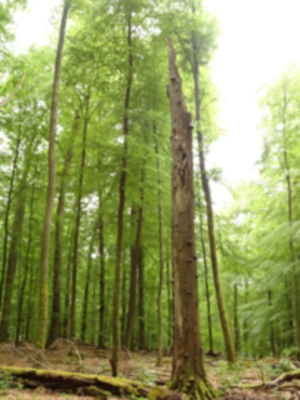 Serrano_León, Hernán. Microhabitats - Rhineland-Palatinate.JPG