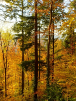 Serrano_León, Hernán. Mixed forests -Freiburg 1 (2).JPG