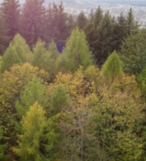 Serrano_León, Hernán. Mixed forests - Freiburg 1.JPG