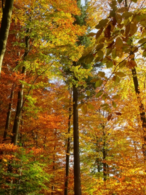 Serrano_León, Hernán. Mixed forests -Freiburg 2.JPG