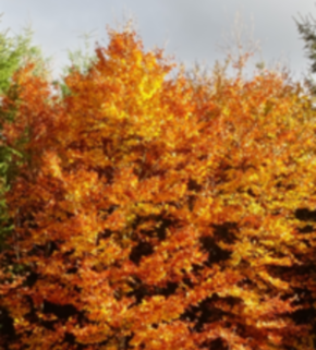 Serrano_León, Hernán. Mixed forests Tree diversity experimental plantation BIOTREE Kaltenborn 2 (2).JPG