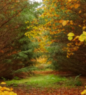 Serrano_León, Hernán. Mixed forests Tree diversity experimental plantation BIOTREE Kaltenborn (2).JPG