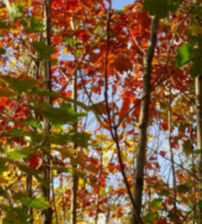 Serrano_León, Hernán. Mixed forests Tree diversity experimental plantation IDENT-Freiburg 2 (resize).JPG