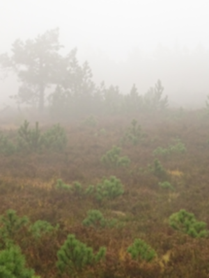 Serrano_León, Hernán. Natural regeneration - NP Schwarzwald.JPG