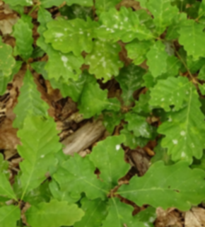 Serrano_León, Hernán. Natural regeneration oak - Rhineland-Palatinate (2).JPG