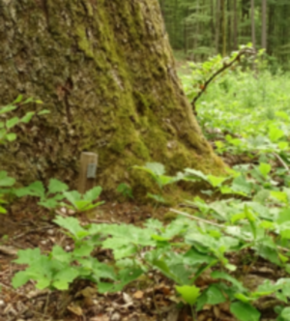 Serrano_León, Hernán. Natural regeneration oak - Rhineland-Palatinate (3).JPG