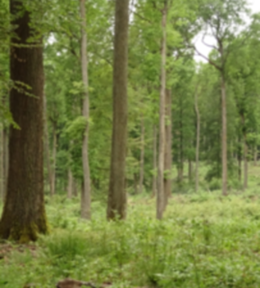 Serrano_León, Hernán. Natural regeneration oak - Rhineland-Palatinate.JPG