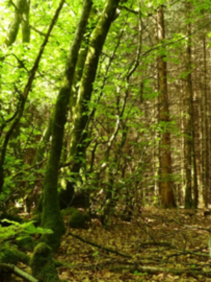 Serrano_León, Hernán. Plantation - Morvan RegNP, France.JPG