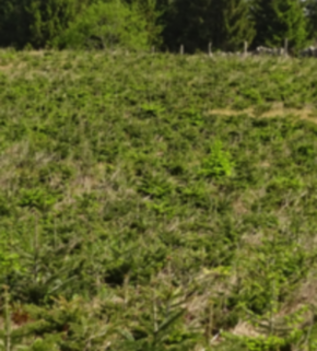 Serrano_León, Hernán. Plantation douglas - Morvan RegNP, France (2).JPG