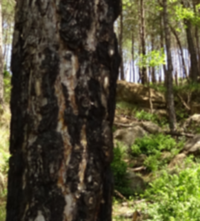 Serrano_León, Hernán. Post-fire regeneration - Solsona, Lleida, Spain.JPG