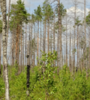 Serrano_León, Hernán. Post-fire regeneration - Sweden (resize).JPG