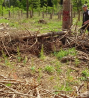 Serrano_León, Hernán. Retention forestry - Schwarzwald (resized).JPG