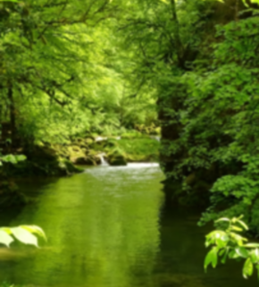 Serrano_León, Hernán. Riparian forest - Jura (2) (resize).JPG