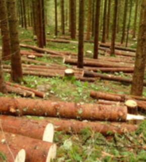 Serrano_León, Hernán. Thinning - Schwarzwald (3) (resized).JPG