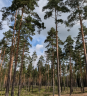 Serrano_León, Hernán. Thinning - Sweden (2).jpg