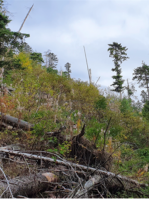 Windthrow disturbances.png