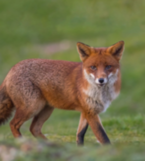 fox_778215335 (2).jpeg